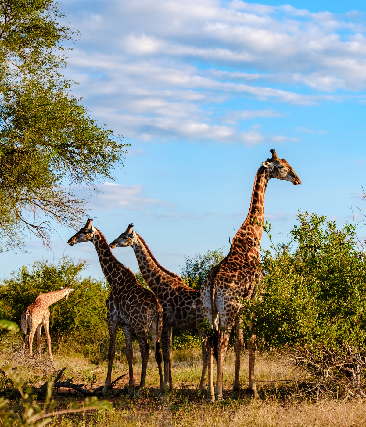 Africa Visas